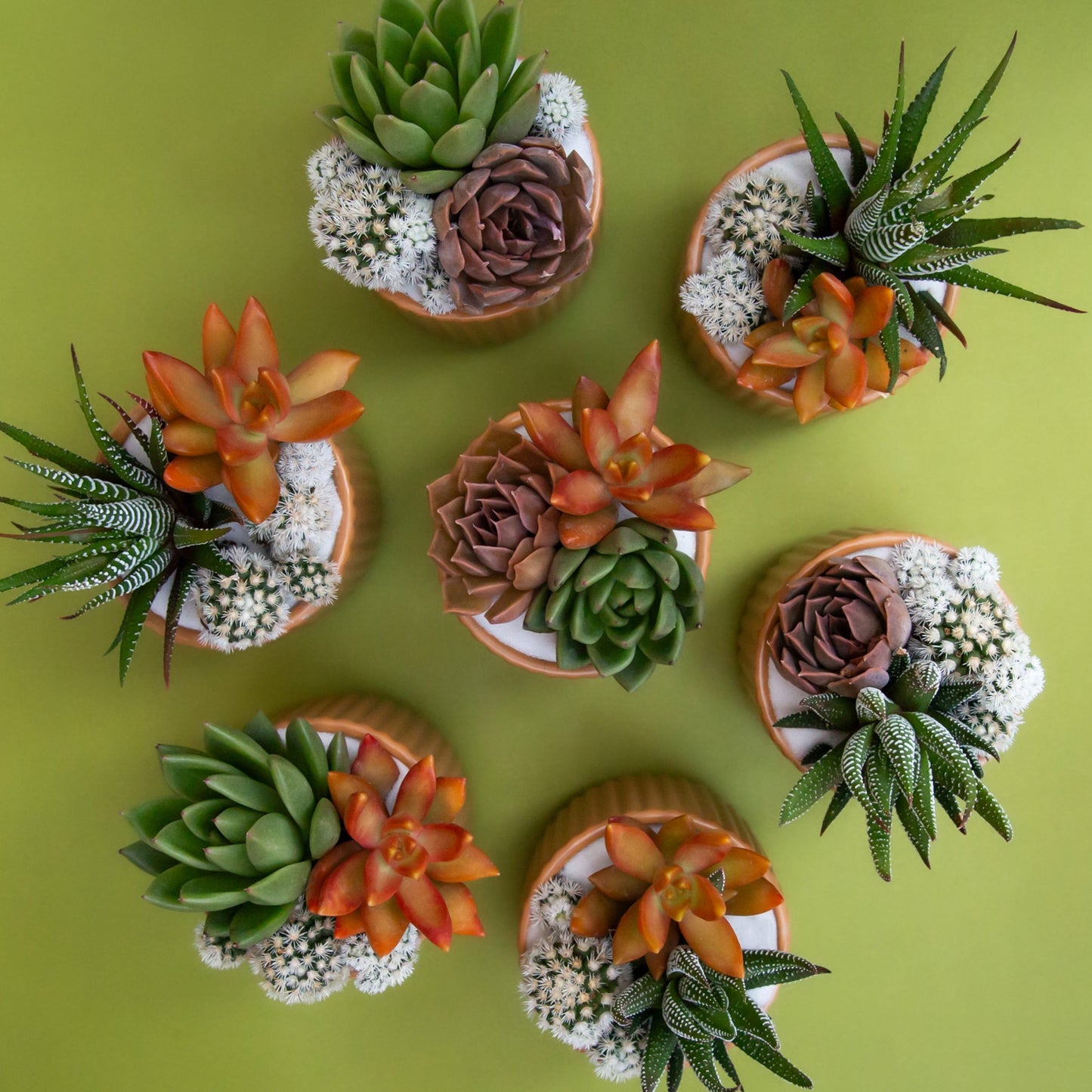 Lucy Planter | Ginger
