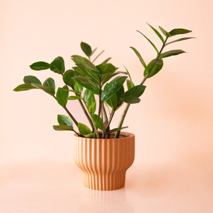 Presley Vase | Ginger
