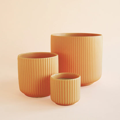 Lucy Planter | Ginger