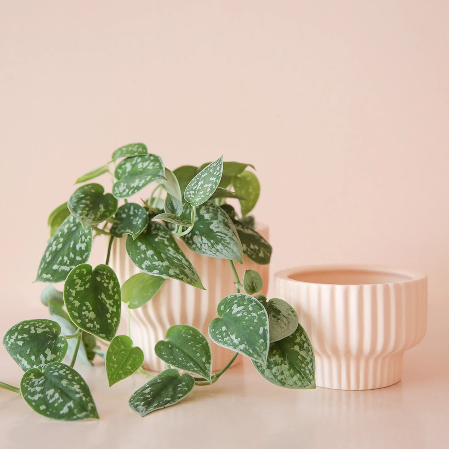 Presley Pedestal Planter | Ballerina