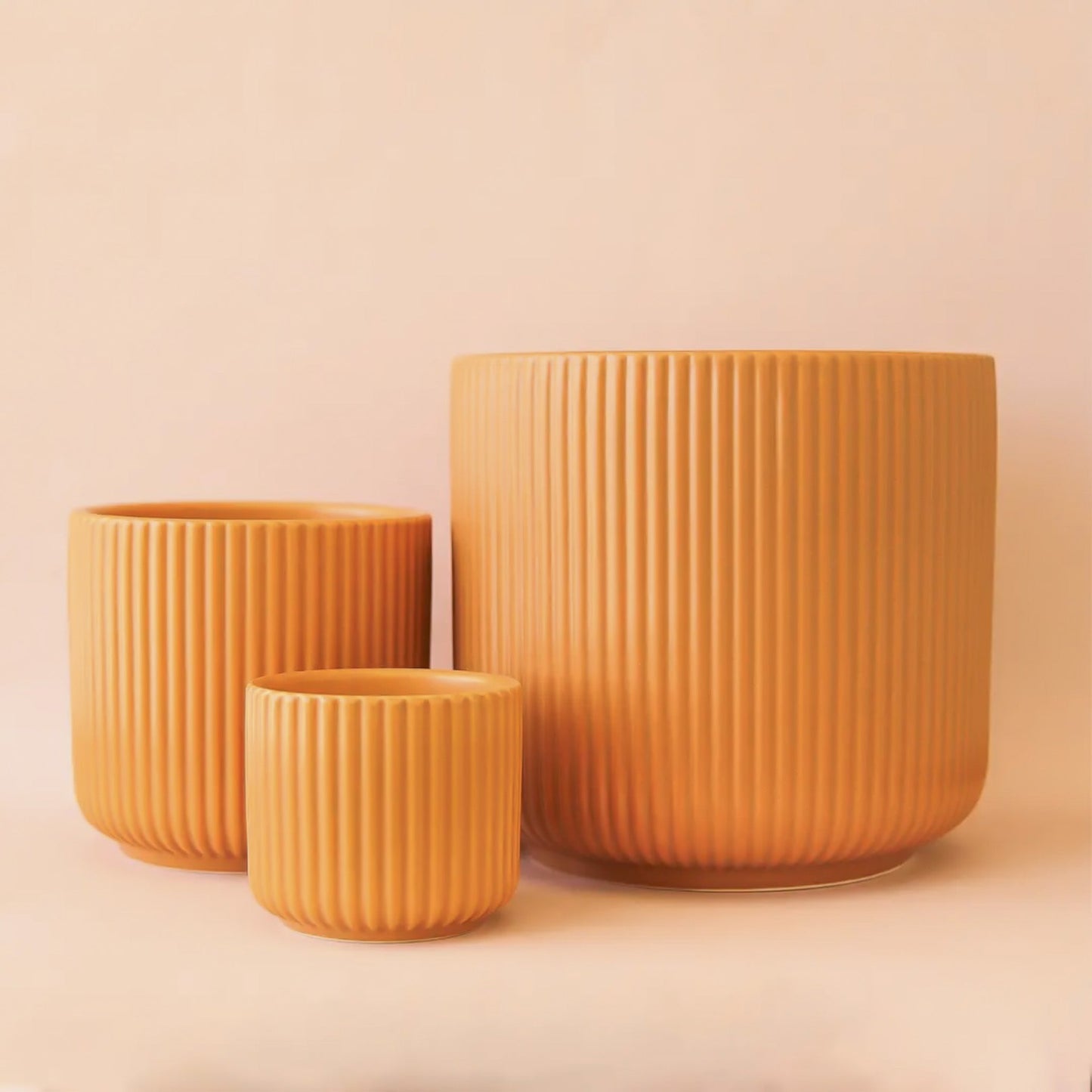 Lucy Planter | Ginger