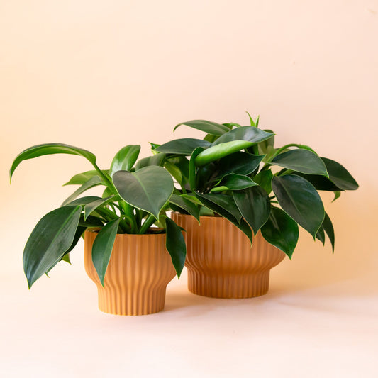 Presley Vase | Ginger